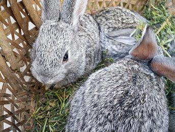 魂系动作RPG《艾诺提亚：失落之歌》steam页面开放